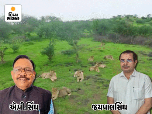 વન વિભાગમાં 'સાફ સફાઇ'ની ઇનસાઇડ સ્ટોરી:વર્ષોથી એક જગ્યાએ જામેલા RFOને હટાવવા CMનો કડક નિર્ણય, જયપાલસિંઘને પ્રમોટ કરવા એ.પી.સિંઘની પાંખો કપાઇ