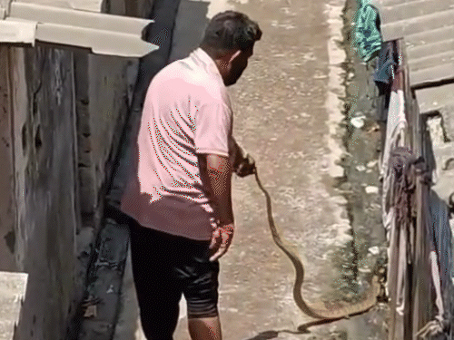 પહેલાં સાપને પકડ્યો, પછી ઉભી પૂછડીએ ભાગ્યો, VIDEO:સુરતમાં યુવકને અનુભવ વગર સાપને પકડવો ભારે પડ્યો, ફૂંફાડો મારી કરડી ગયો