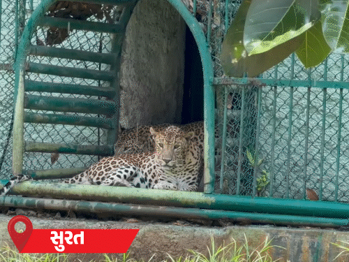 કાળઝાળ ગરમી, સરથાણા ઝૂમાં પ્રાણીઓ માટે ‘કૂલ-કૂલ’ વ્યવસ્થા:વાઘ-દીપડા માટે કુલર અને પક્ષીઓ માટે ફુવારા શરૂ