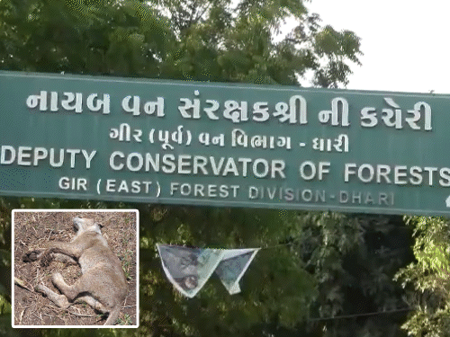 અમરેલી ગીર પૂર્વમાં વધુ એક સિંહણનું મોત:વન વિભાગનો દાવો- ગર્ભમાં બચ્ચાનું મોત થતાં સિંહણનું પણ મૃત્યુ થયું; બે દિવસથી વધુ સમય સુધી મૃતદેહ પડી રહ્યો હોવાની ચર્ચા