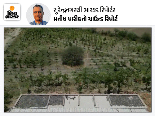 રણની ઉજ્જડ અને બંજર જમીનમાં હરિયાળી ક્રાંતિ સર્જી:પંચાયતની 67 વિઘા જમીનમાં યુવાને 10,000 વૃક્ષો વાવી સર્જ્યું નંદનવન; મુખ્યમંત્રીના હસ્તે ‘ધરતી રત્ન એવોર્ડ’ એનાયત