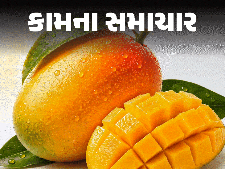 ડાયાબિટીસમાં કેરી ખાઈ શકાય?:વજન ઘટાડવામાં કેરી મદદરૂપ થાય? 'ફળોના રાજા' સંબંધિત દરેક પ્રશ્નોના ડૉક્ટર પાસેથી જવાબ જાણો