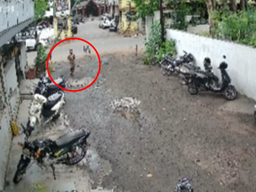 સુરતના અલથાણમાં રખડતા શ્વાનનો આતંક, CCTV:7 વર્ષના માસૂમ પર હુમલો કરી સાથળ પર બચકું ભરી લીધું , પાંચ ટાંકા આવ્યા