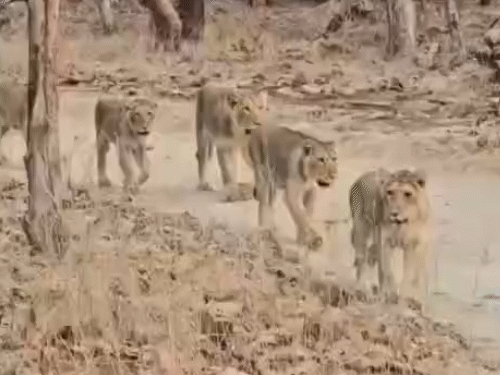 ગીરમાં 8 સાવજોના હરોળબદ્ધ કેટ વોકનો અદભૂત VIDEO:વાયરસના પ્રકોપ વચ્ચે તંદુરસ્ત, યુવાન સિંહો જોઈને પ્રવસીઓ આનંદમાં, સિંહ પ્રજાતિ પર વાયરસનું સંકટ ઘટ્યું
