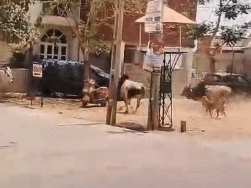 પાલનપુરમાં બે આખલા બાખડ્યા, વીડિયો વાયરલ:વિસ્તારમાં અફરાતફરી મચી, સોસાયટીના ગેટને નુકસાન